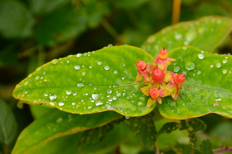 Wassertropfen auf einem Blatt